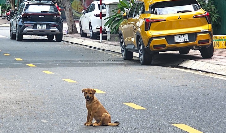 Nha Trang sẽ thành lập đội bắt chó thả rông, không rõ mõm - Ảnh 1.