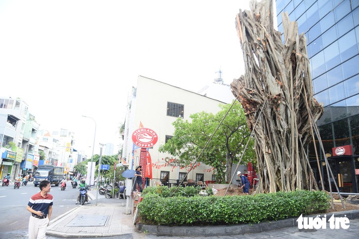 Trồng lại cây bồ đề ngã ra đường Võ Thị Sáu - Đinh Tiên Hoàng, TP.HCM ở vị trí cũ - Ảnh 1.