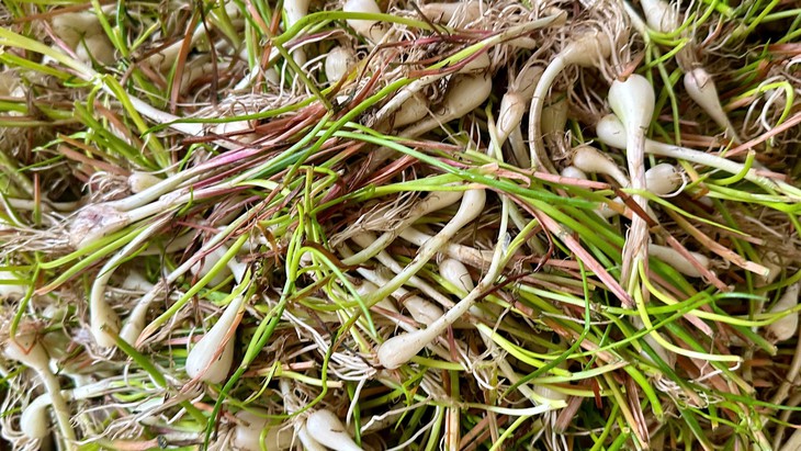 Giá cả đầu ngày: Giá củ kiệu miền Tây 50.000 đồng/kg, heo hơi chạm đáy nhiều tháng, bà nội trợ vẫn ngán nói thách ở chợ  - Ảnh 1.