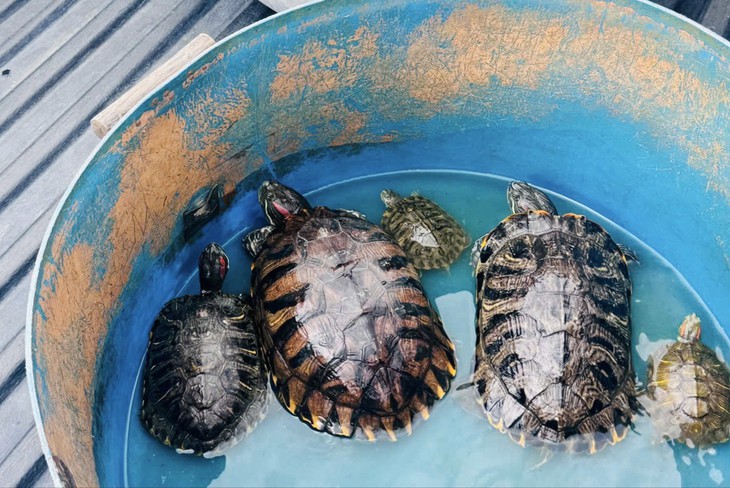Kiểm lâm tịch thu 13 con rùa tai đỏ tại 2 điểm bán động vật phóng sinh ở Hóc Môn - Ảnh 1.