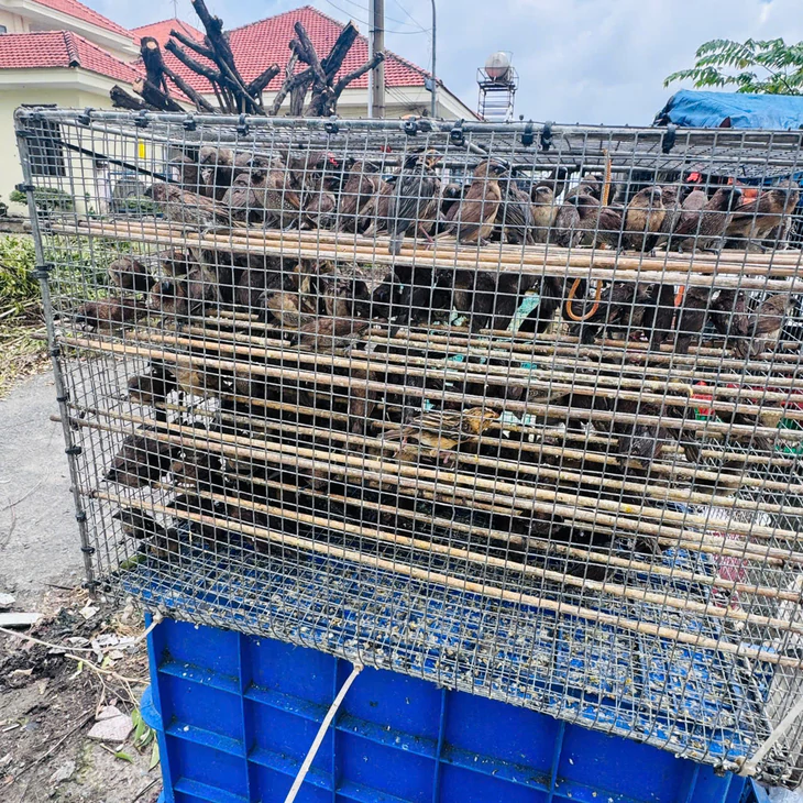 Kiểm lâm tịch thu 13 con rùa tai đỏ tại 2 điểm bán động vật phóng sinh ở Hóc Môn - Ảnh 2.