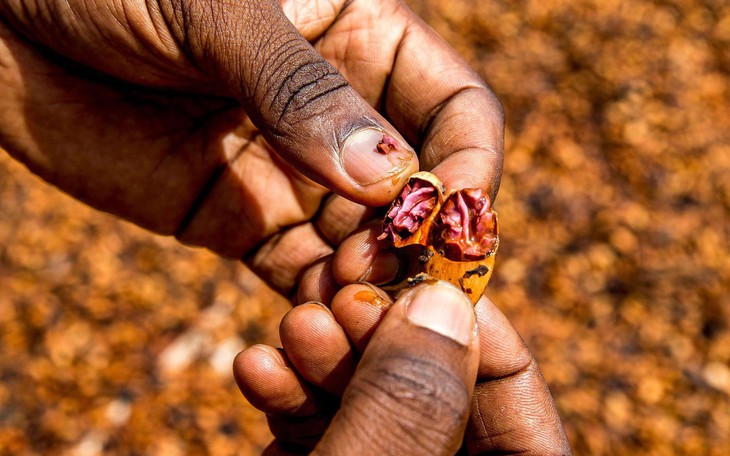 Robusta tuần qua: Đâu là ngưỡng giá của vụ mới? - Ảnh 3.