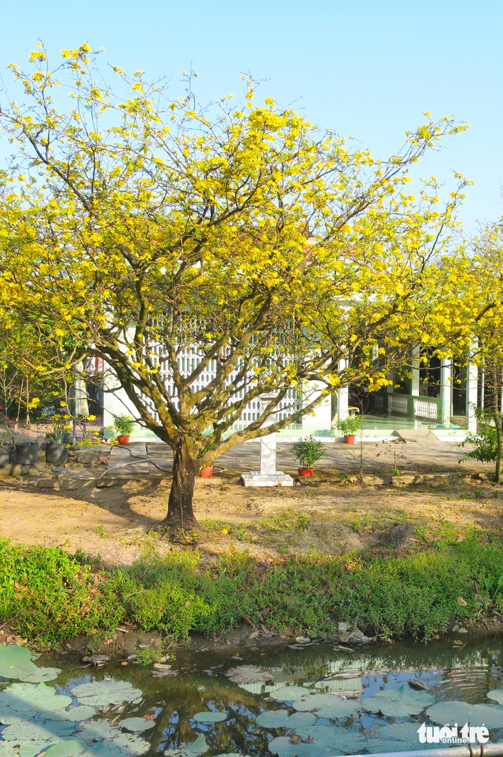 mai mùa cũ - Ảnh 1.