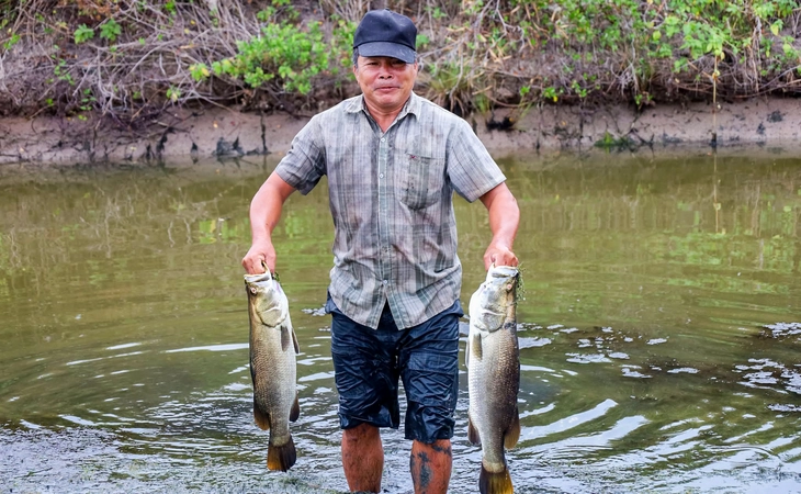 cá chẽm - Ảnh 5.