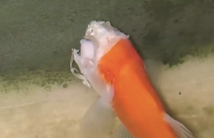 Cá vàng mất đầu vẫn bơi tung tăng suốt 2 tuần - Ảnh 1.