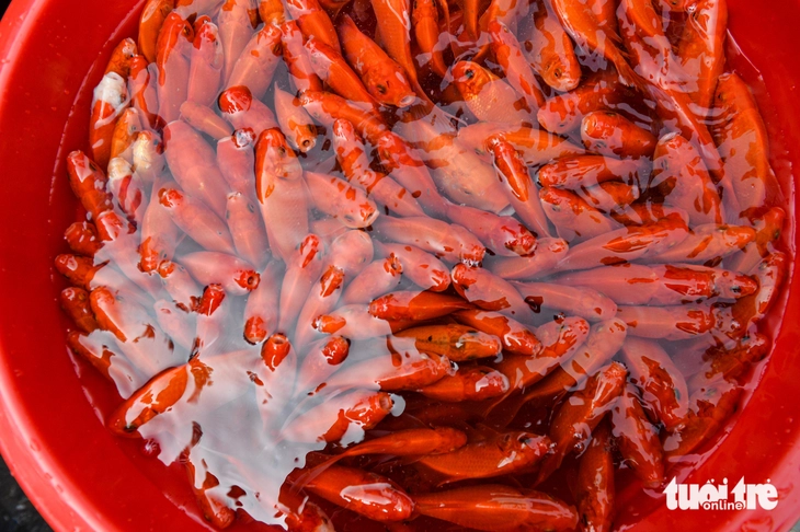 Thả cá chép không thả túi ni lông - Ảnh 6.