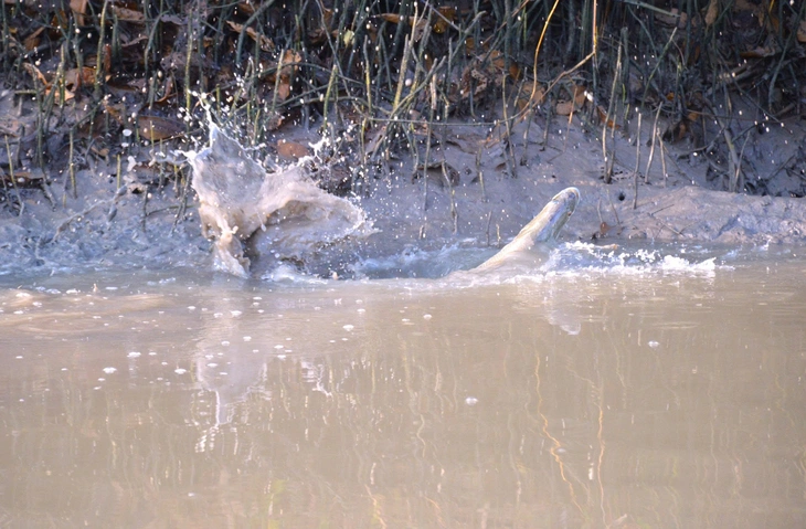 cá chẽm - Ảnh 4.