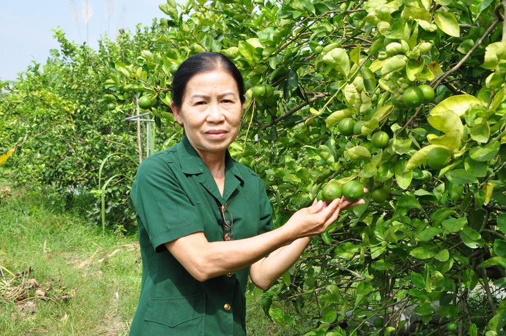 chanh không hạt - Ảnh 2.