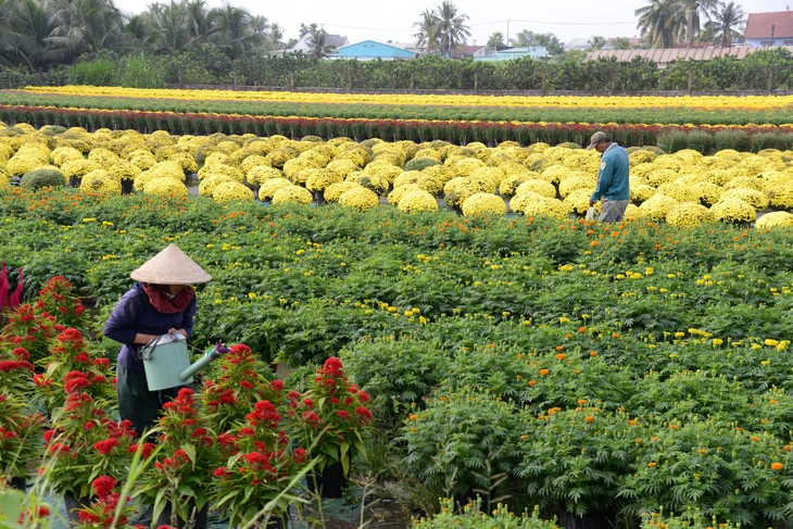Cúc Hà Lan nở sớm vì thời tiết, nhà vườn Đồng Tháp lặt cánh bán cầm chừng dịp Tết - Ảnh 2.