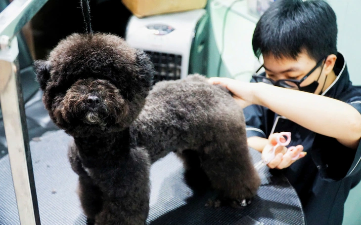 Khách sạn "o bế" thú cưng dịp Tết - Ảnh 2.