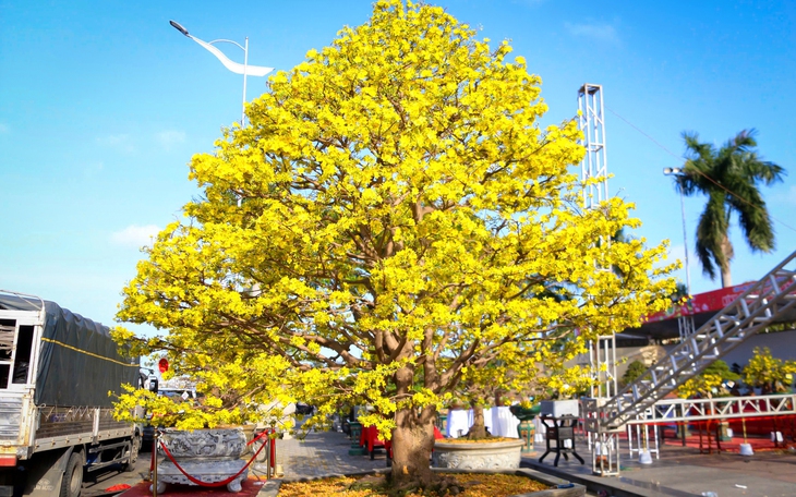 Ngắm phố phường Đà Nẵng rực rỡ sắc xuân, thị trường hoa Tết sôi động - Ảnh 2.