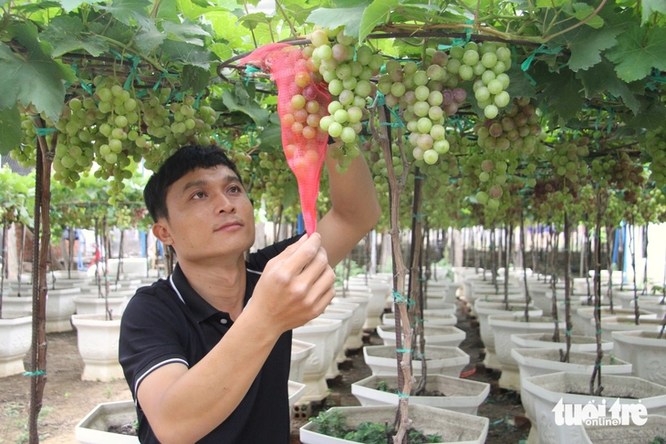 Nho cảnh Ninh Thuận 'trĩu lộc' đón Tết Bính Ngọ, nhà vườn tất bật giao khách - Ảnh 2.