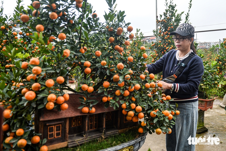 Quất 3 triệu đồng/cây đắt khách, đào 1,4 triệu đồng/cành khách lắc đầu bỏ đi - Ảnh 3.