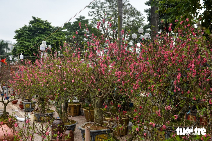 Quất 3 triệu đồng/cây đắt khách, đào 1,4 triệu đồng/cành khách lắc đầu bỏ đi - Ảnh 9.