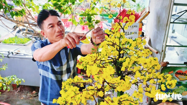 mai vàng - Ảnh 5.