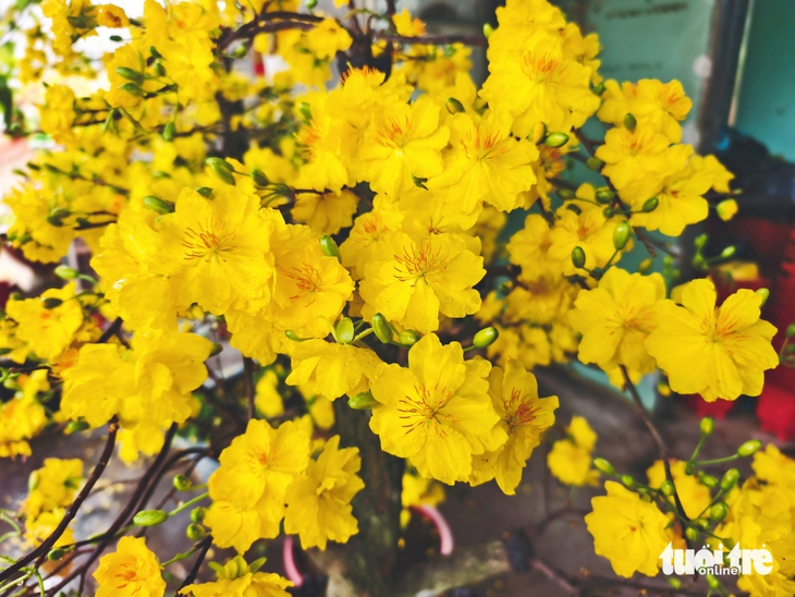 mai vàng - Ảnh 6.