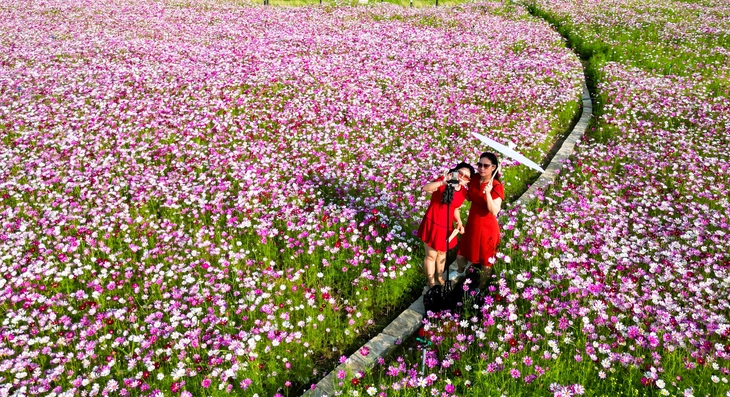 vườn hoa - Ảnh 5.