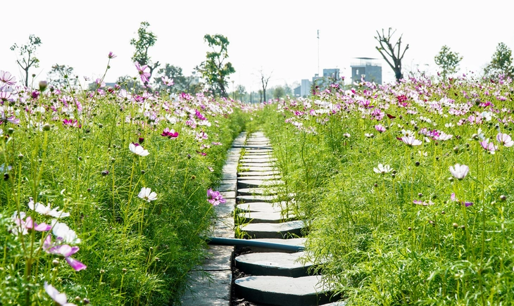 vườn hoa - Ảnh 2.