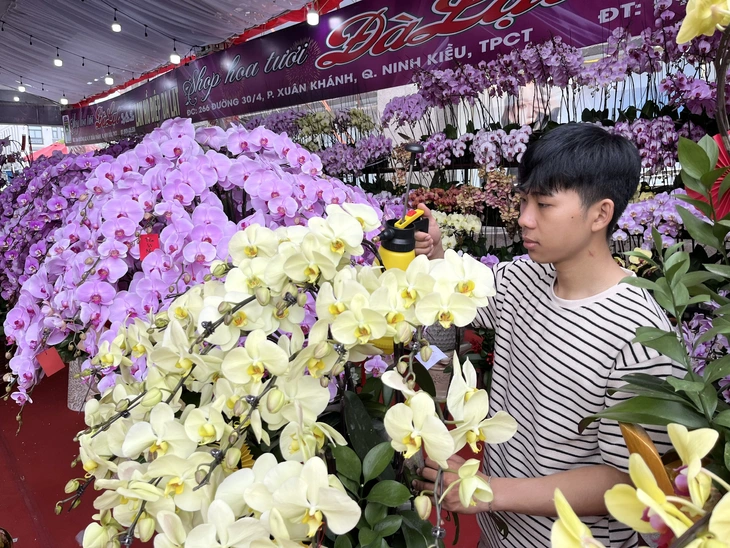 Từ cao nguyên xuống miền sông nước: lan hồ điệp ‘khủng’ nhuộm sắc xuân Cần Thơ - Ảnh 2.