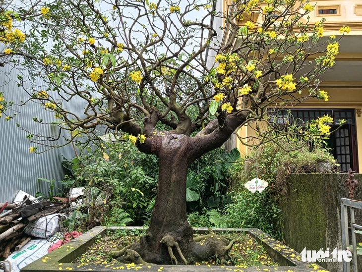 Độc lạ mai ghế - Ảnh 2.