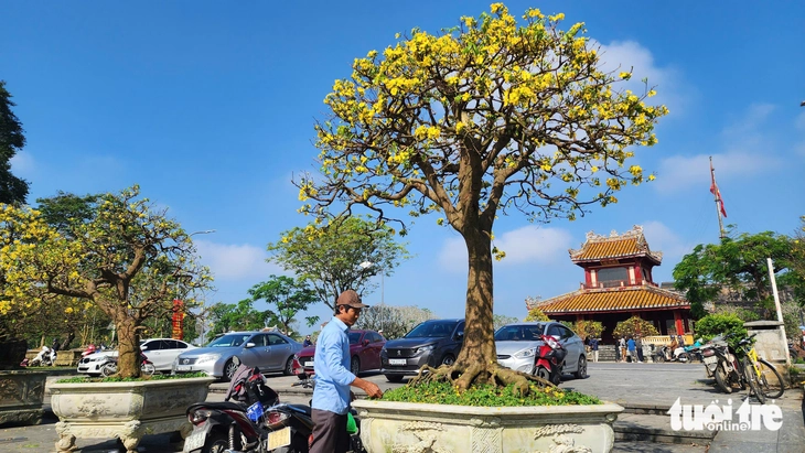 Độc lạ mai ghế - Ảnh 5.