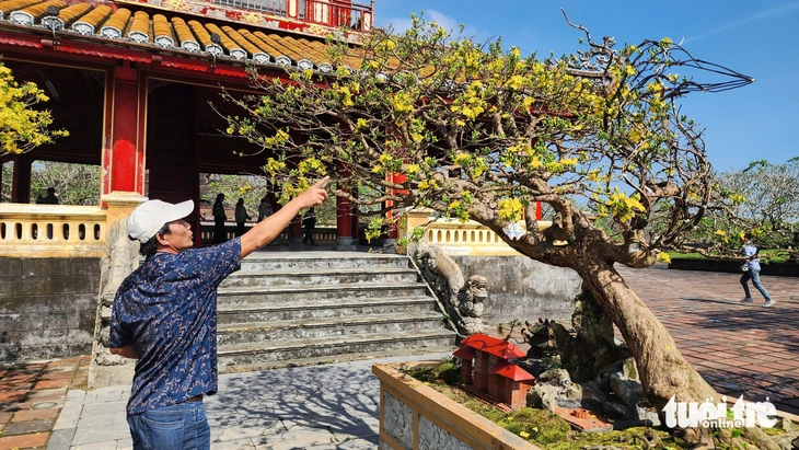 Độc lạ mai ghế - Ảnh 6.