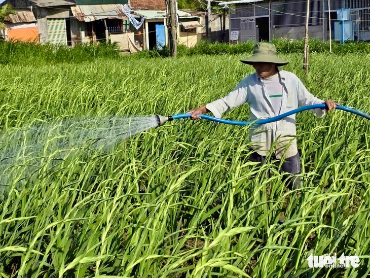 hoa Tết - Ảnh 9.