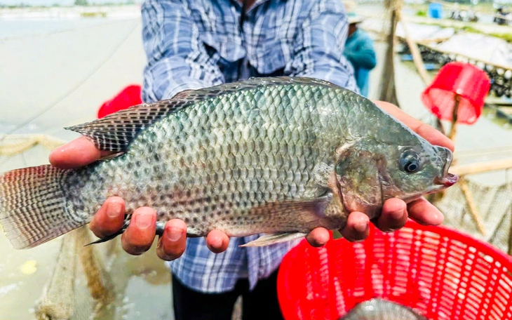 Vì sao Mỹ chi hơn 50 triệu USD để nhập khẩu cá rô phi Việt Nam? - Ảnh 2.