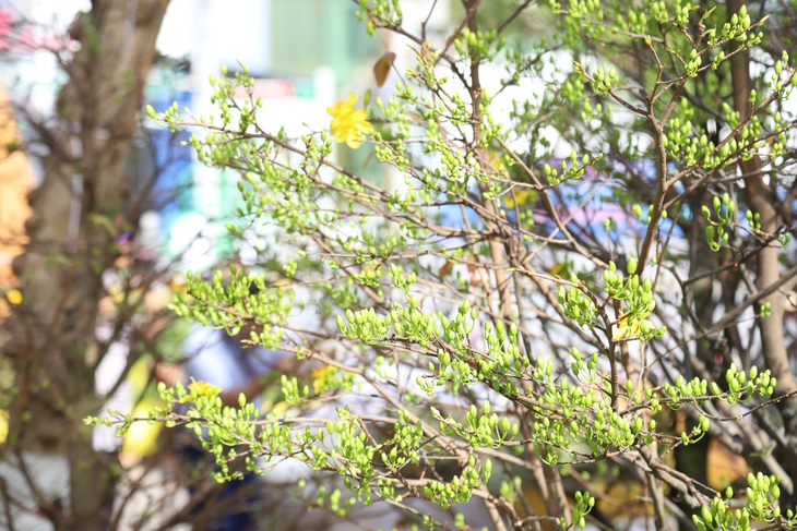 Đường hoa nghệ thuật - Ảnh 15.