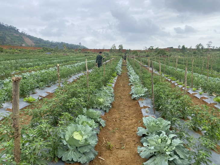 'Bắp cải chú bộ đội' vào resort, nhà hàng hạng sang, dân lùng mua ăn Tết - Ảnh 4.