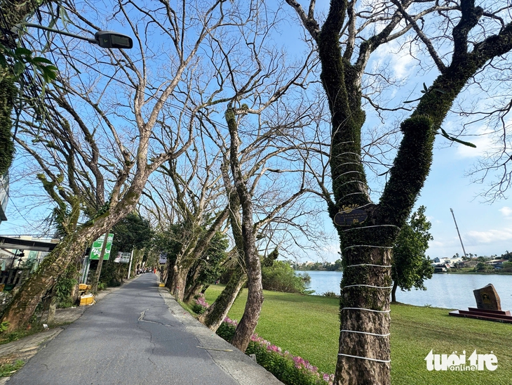 sưa cổ thụ - Ảnh 4.