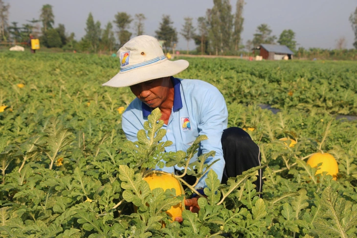 Trái cây chưng Tết: Dưa, thanh long rớt giá; xoài, bưởi hút hàng - Ảnh 2.