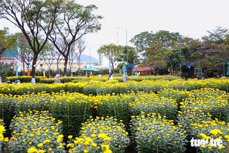 Đà Nẵng - Ảnh 5.