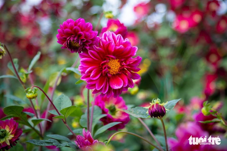 Đà Nẵng - Ảnh 8.