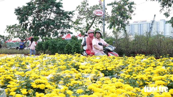 hoa Tết - Ảnh 11.