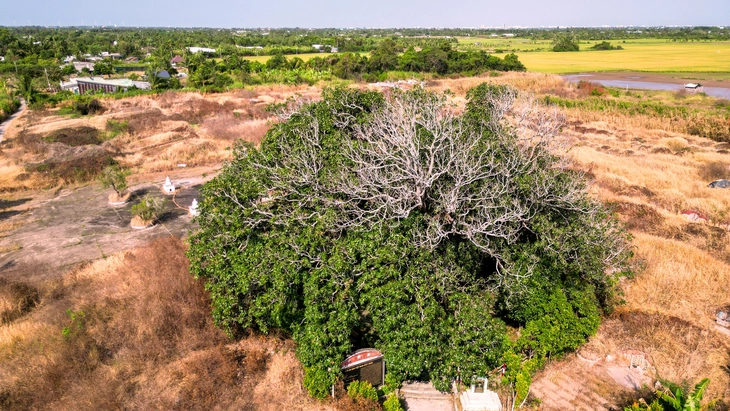 Cây xoài di sản hơn 340 năm ở Cà Mau gắn với truyền thuyết hổ ba chân - Ảnh 3.