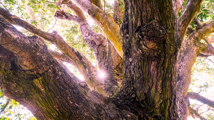 Cây xoài di sản hơn 340 năm ở Cà Mau gắn với truyền thuyết hổ ba chân - Ảnh 4.