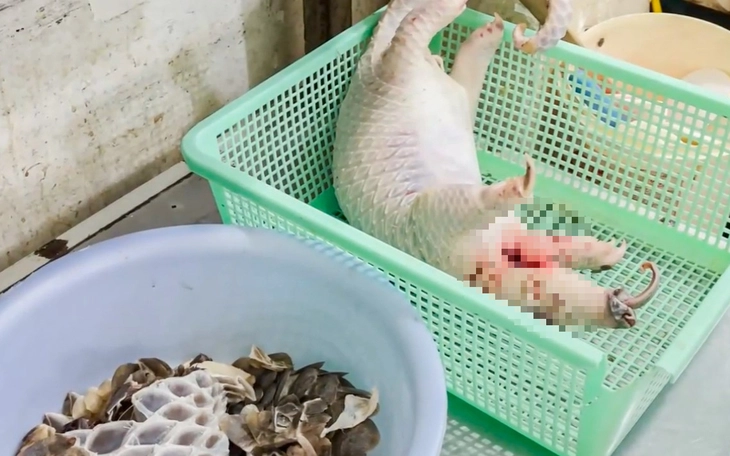 Tê tê java, diều hoa Miến Điện, cu li nhỏ được thả về Vườn Quốc gia Kon Ka Kinh - Ảnh 5.