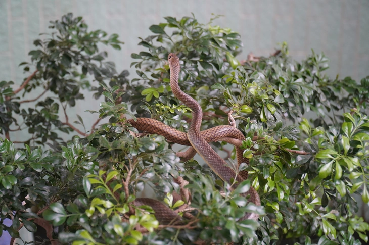 Du khách dạn tay ôm rắn chụp hình tại Trại rắn Đồng Tâm - Ảnh 6.