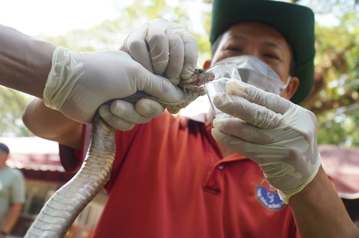 Du khách dạn tay ôm rắn chụp hình tại Trại rắn Đồng Tâm - Ảnh 8.