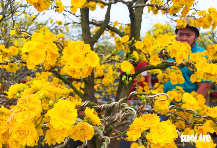 Mai cúc thọ - Ảnh 3.