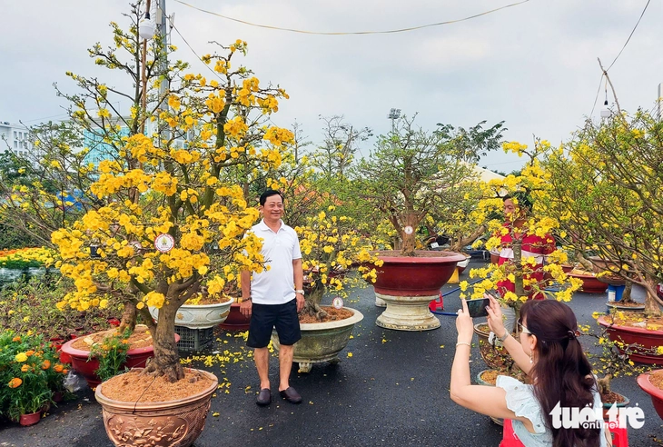 Mai cúc thọ - Ảnh 2.