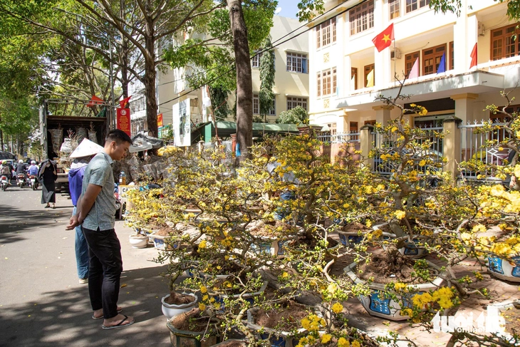 Mai vàng vượt lũ, lan rừng hút khách ở chợ hoa Buôn Ma Thuột - Ảnh 1.