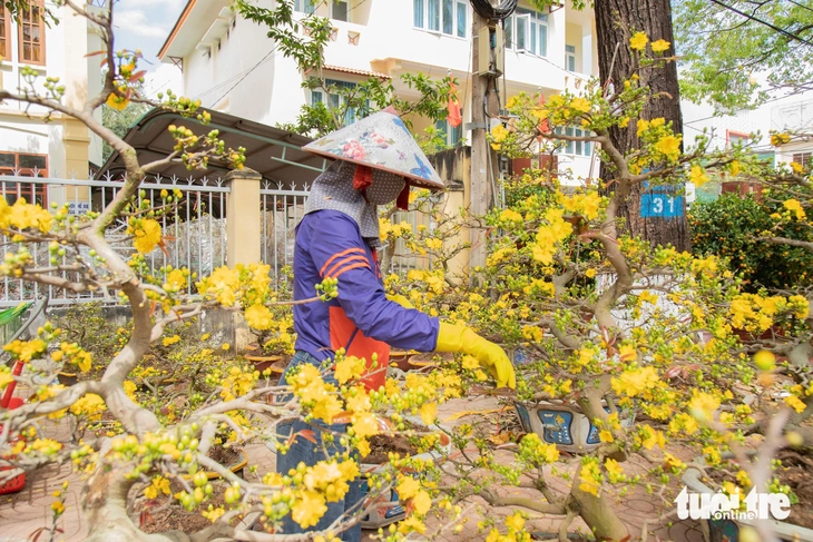 Mai vàng vượt lũ, lan rừng hút khách ở chợ hoa Buôn Ma Thuột - Ảnh 2.