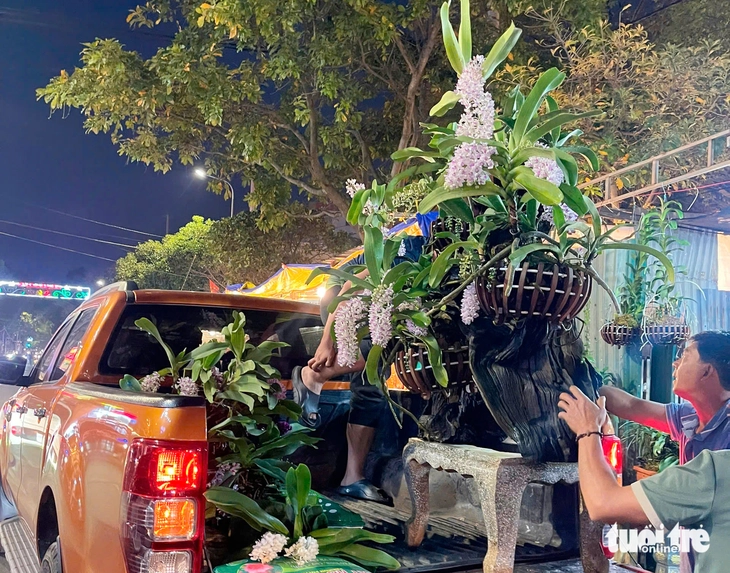 Mai vàng vượt lũ, lan rừng hút khách ở chợ hoa Buôn Ma Thuột - Ảnh 4.