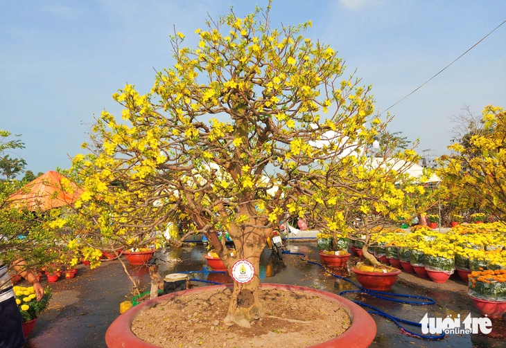 mai vàng - Ảnh 2.