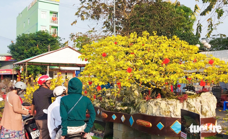 mai vàng - Ảnh 4.