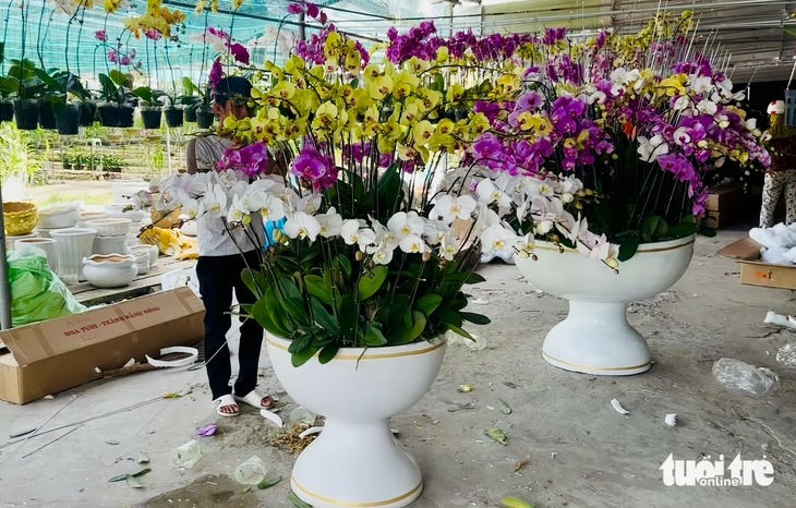 Lan hồ điệp giảm giá ngày giáp Tết, nhiều vườn ở Rạch Giá bán chạy - Ảnh 4.