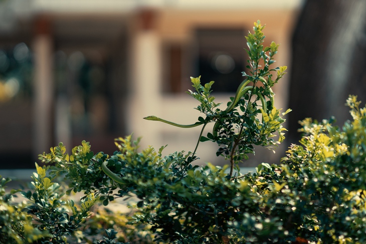 trại rắn - Ảnh 8.