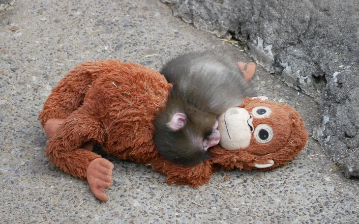 Trước ồn ào 10.000 bao cao su, Làng Olympic từng rầm rộ 'giường chống sex' - Ảnh 4.